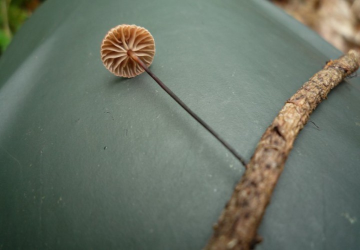 copie de L1210536.JPG