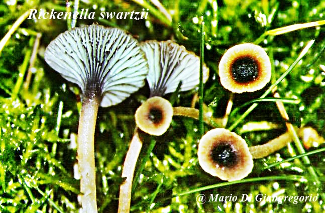 002 Rickenella swartzii       GILLY 02.JPG