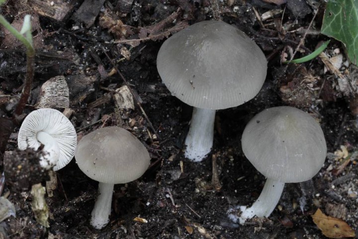 1 Pluteus cinereofuscus.JPG