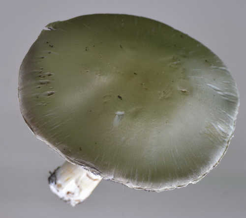 Agaric2.jpg