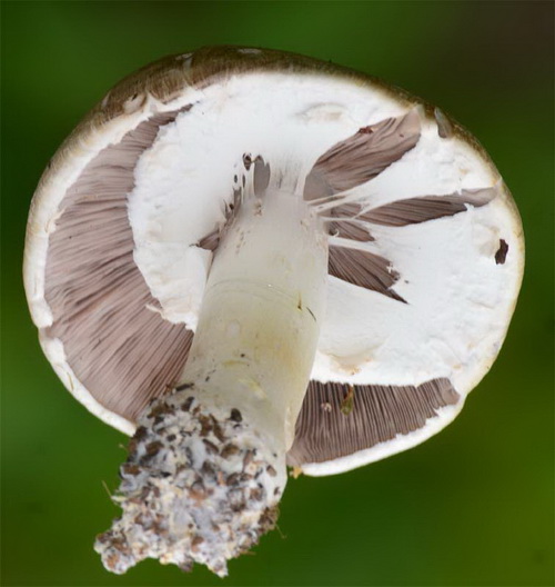 Agaric5.jpg