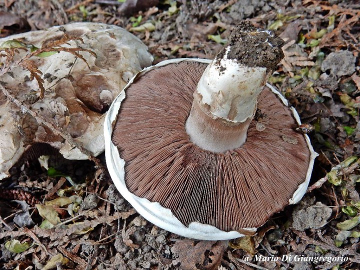 002 Agaricus xxx sous Cyprès  12 juin 2016 Gosselies  (14)-redim1024.JPG