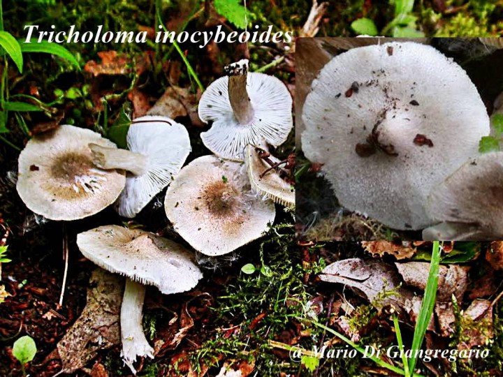 002 Tricholoma  inocybeoides Sous  Betula  sablonneux  SOLEIMONT    3 Mai2009 003-redim1024.jpg