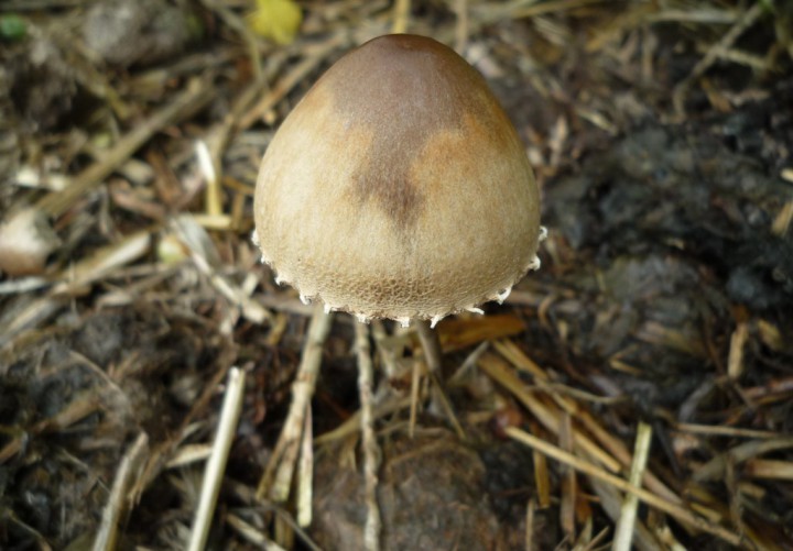 copie de L1210725.JPG