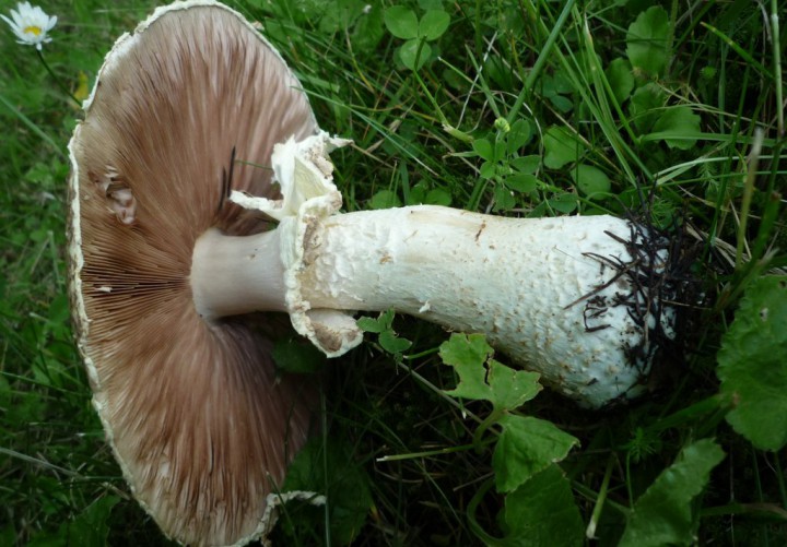 copie de L1210751.JPG