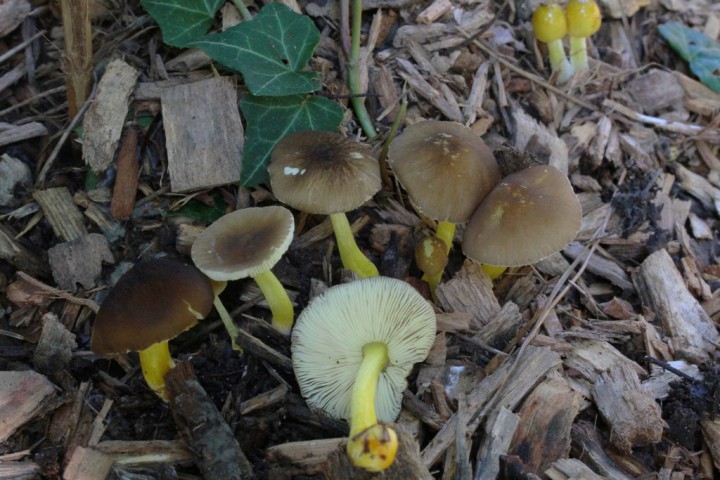 Pluteus romellii.JPG
