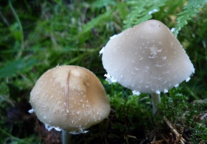 copie de L1210889.JPG