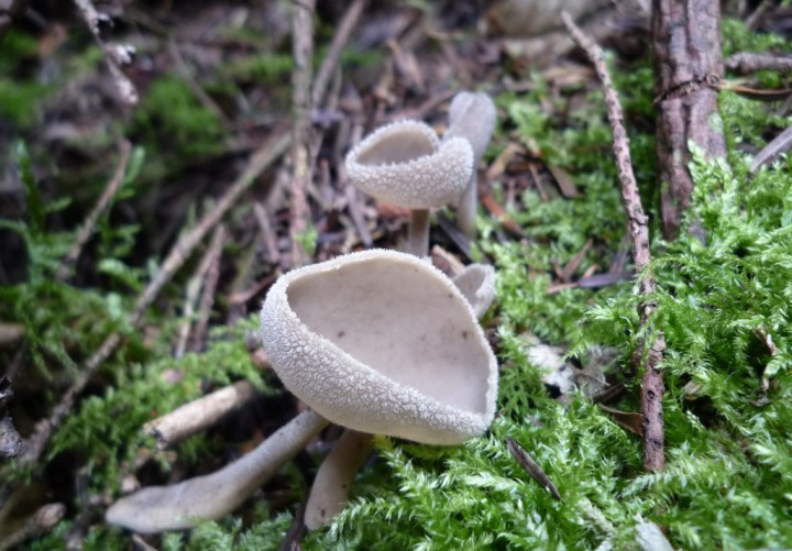 copie de L1210996.JPG