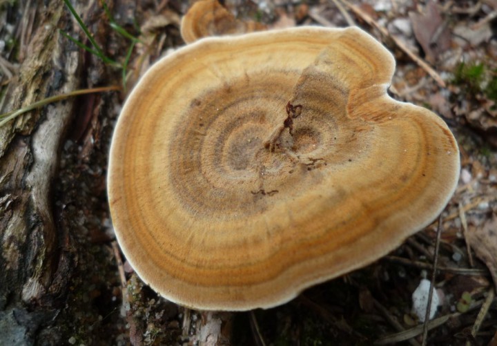 copie de L1210947.JPG