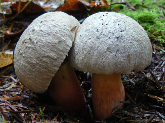 P1090629.jpg