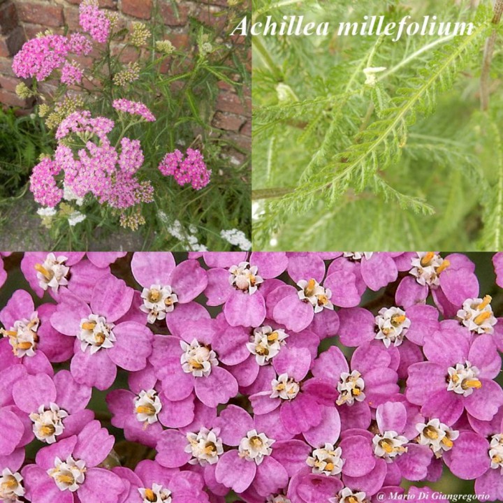 cats 2-redim1024.jpg