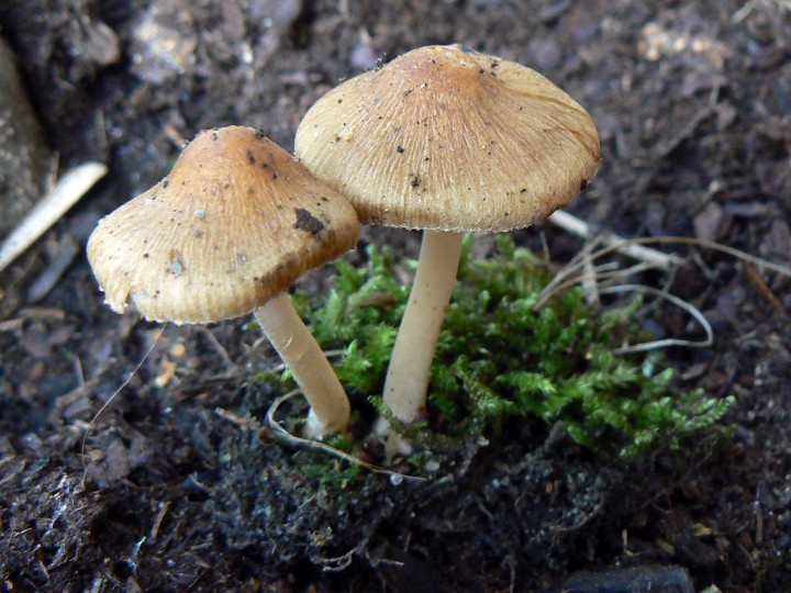 P1290419.jpg