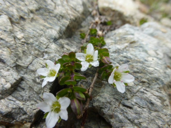 P1010856 peut-ê  saxifrage.JPG