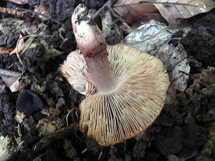 DSCN9357b.JPG