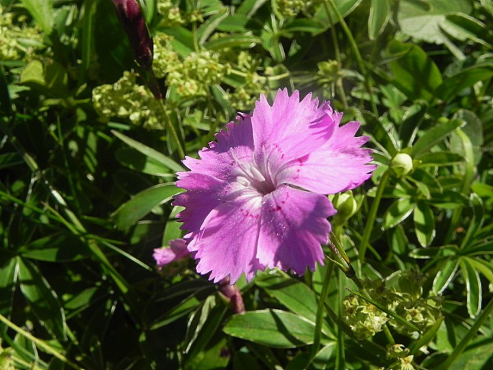 DSCN9536b.JPG