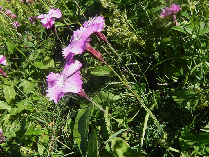 DSCN9534b.JPG