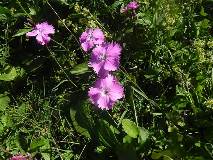 DSCN9535b.JPG