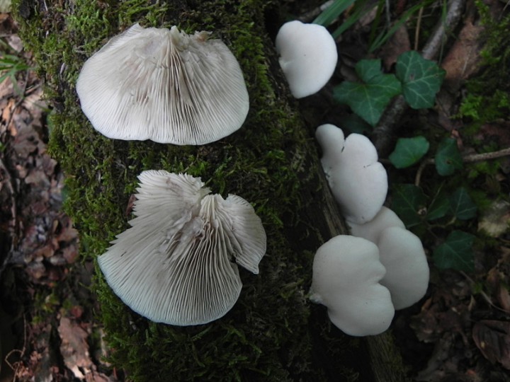 DSCN9605b.JPG