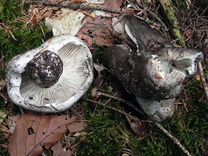 DSCN9580b.JPG