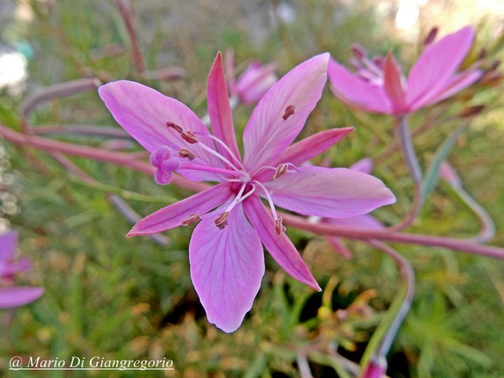 001 Campo Felice 15 agosto 2016 DSCN3368 (52) - Copie-redim1600.JPG