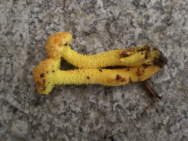 té 2008 240.jpg