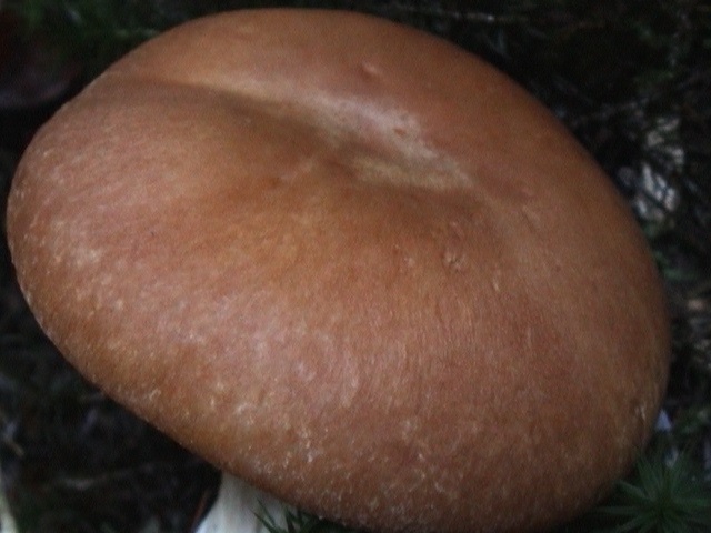 CORTINARIUS PSEUDOCRASSUS 02.jpg