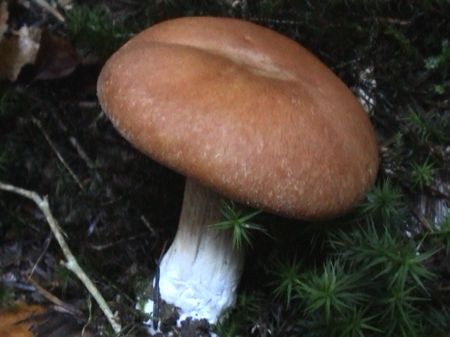 CORTINARIUS PSEUDOCRASSUS.jpg