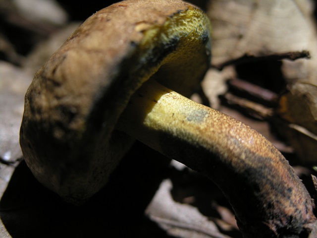 P1019115.JPG