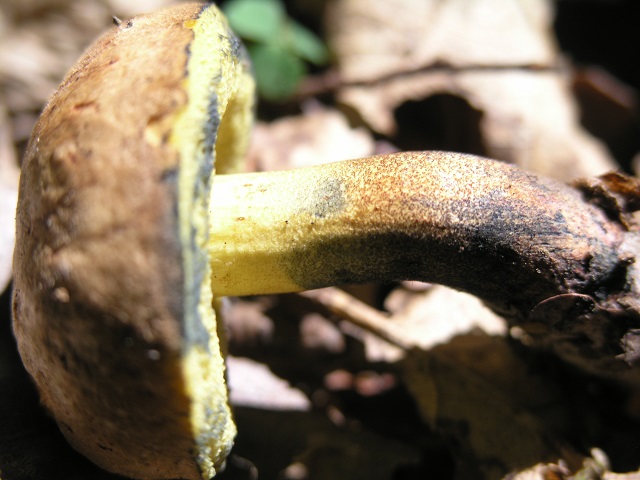 P1019116.JPG