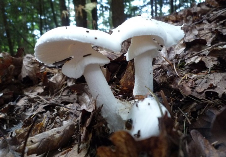 copie de L1220447.JPG