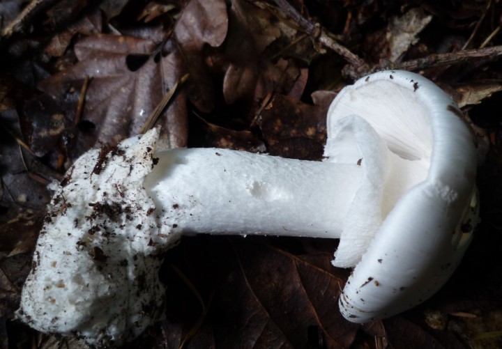 copie de L1220460.JPG