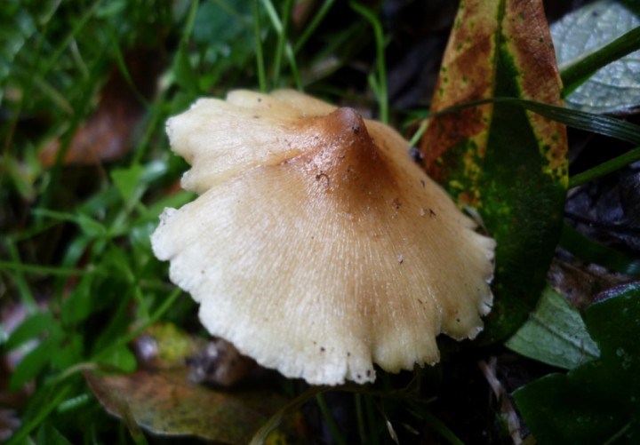 copie de L1220477.JPG