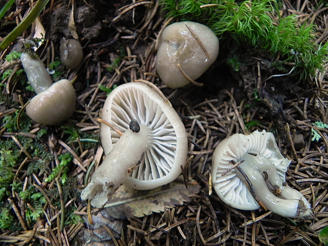 DSCN0051b.JPG