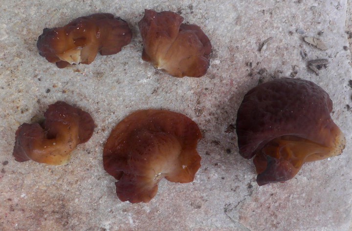 champignon-a-determiner-1-2.jpg