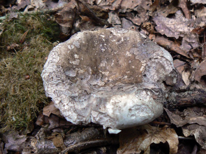 P1290534.jpg