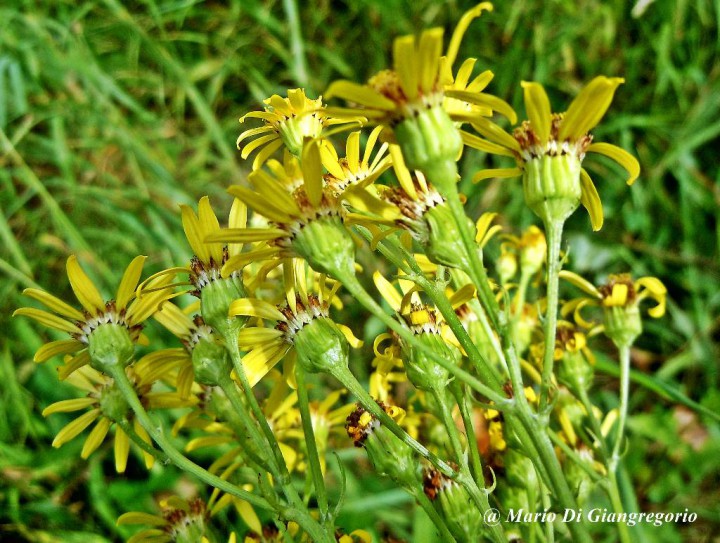 001 Senecio jacobaea (7)-redim1024.JPG