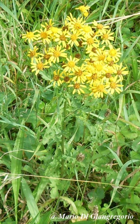 001 Senecio jacobaea (1)-redim1024.JPG