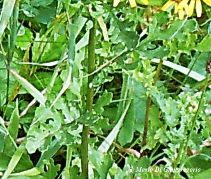 002 Senecio jacobaea (1)-redim1024.JPG