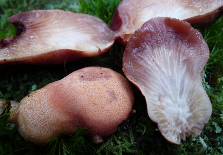 copie de L1220546.JPG