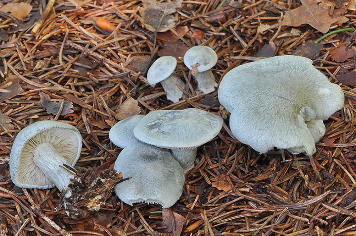 Clitocybe_odora_2.jpg