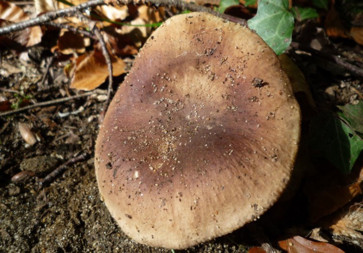copie de L1220575.JPG