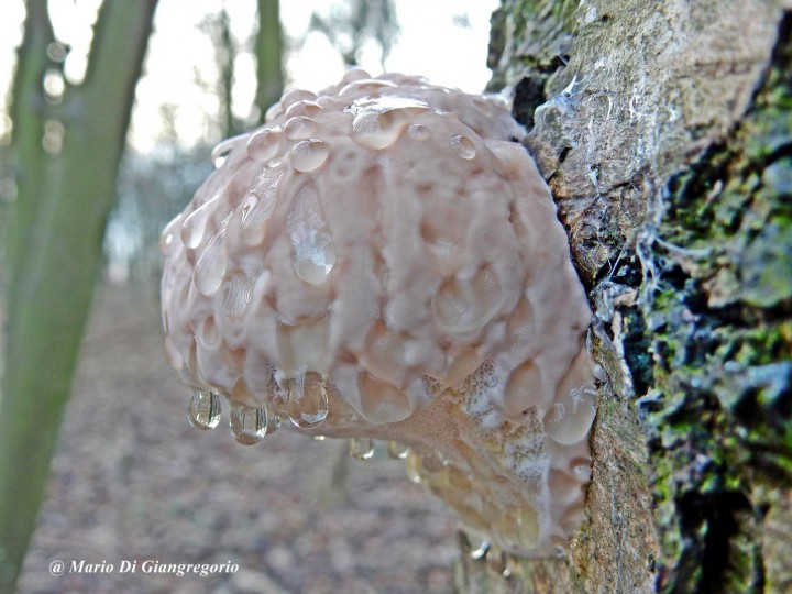 001 8 Fomitopsis pinicola Serna 19 déc 2015 (67)-redim1600.JPG