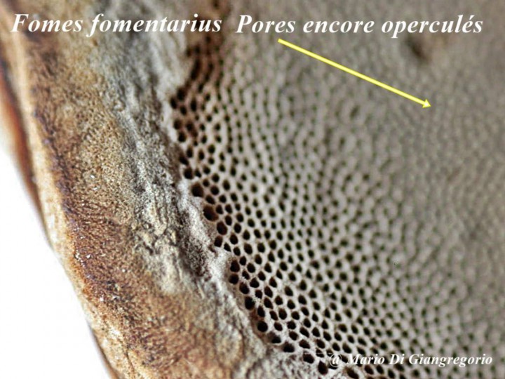 002 4 Fomes fomentarius  Betula   Soleilmont  21Mars2010 044-redim1600.jpg
