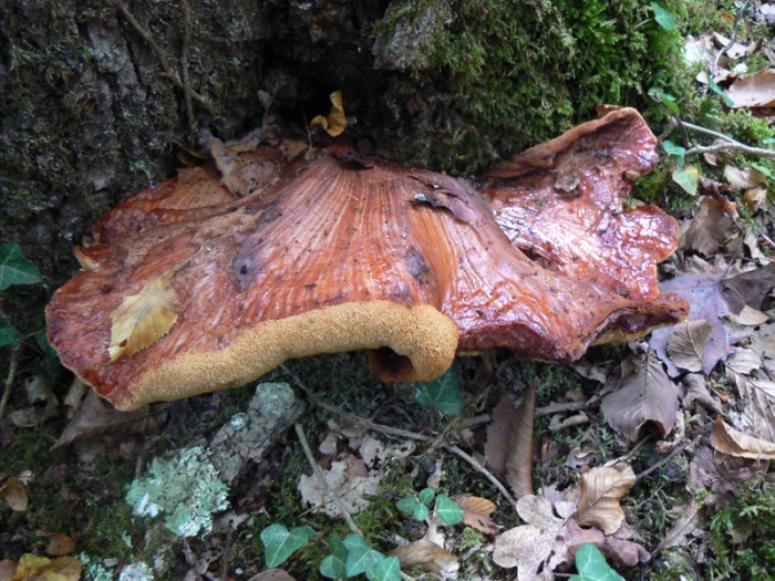 P1000104.jpg