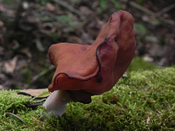 DSCN9948b.JPG