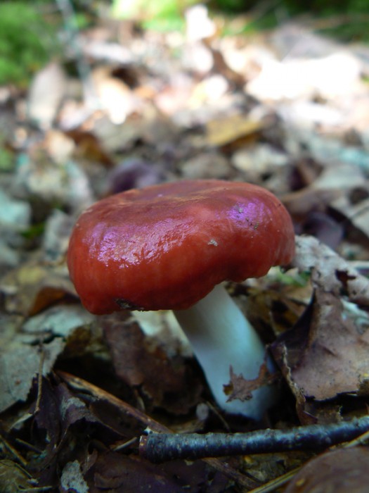 P1090461.jpg