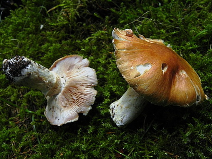 DSCN9780b.JPG