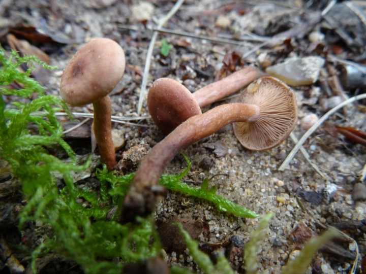 DSC02039 (1024x768).jpg