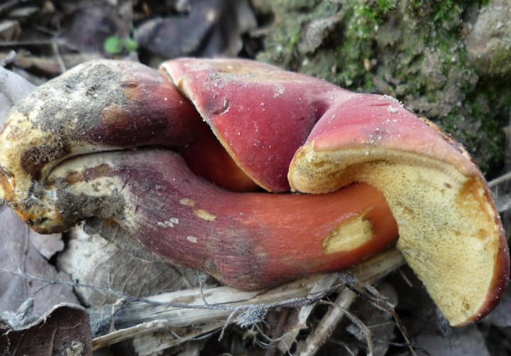 copie de L1220965.JPG