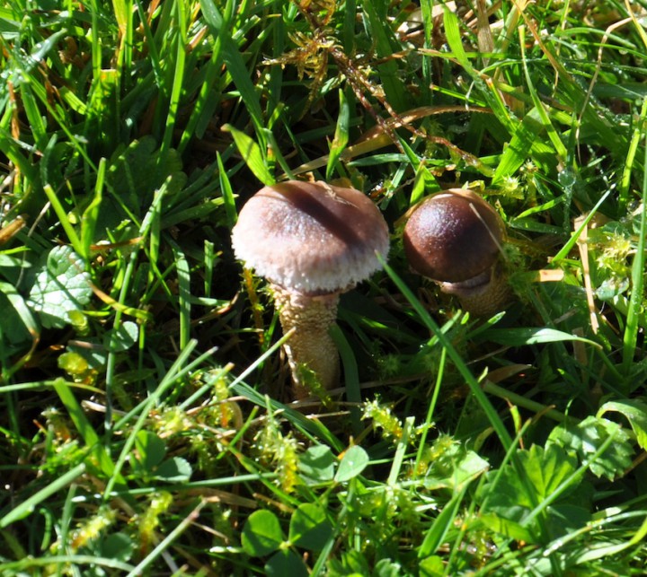 DSC_0109.JPG